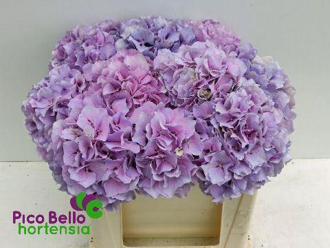 <h4>HYDRANGEA  'ROYAL BENEFIT'</h4>