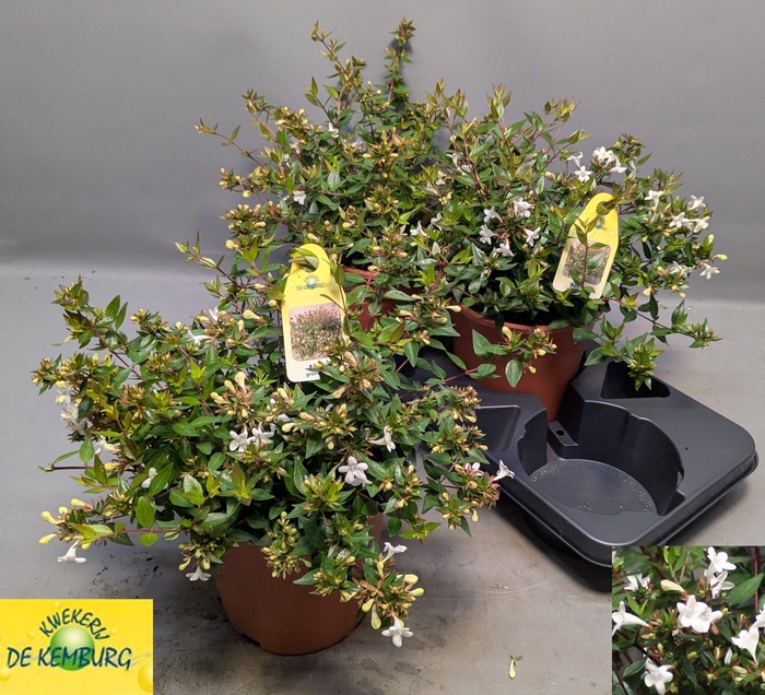 <h4>ABEL GRANDIFLORA</h4>