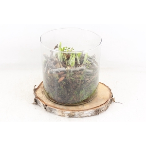 arr4 Narcis MB - Glas cilinder op schijf XL