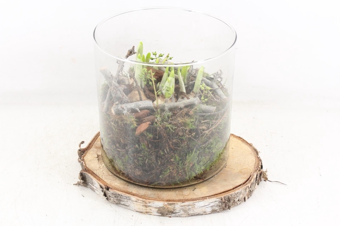 <h4>arr4 Narcis MB - Glas cilinder op schijf XL</h4>