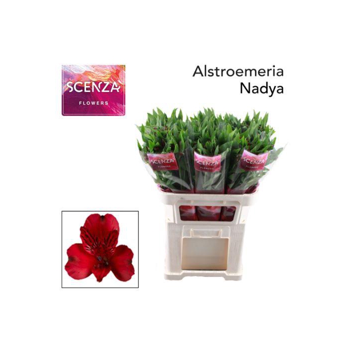 <h4>ALSTR NADYA</h4>