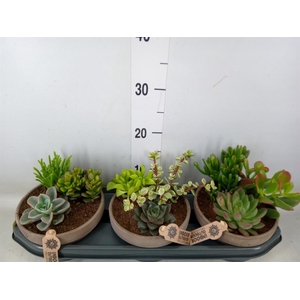 Arr.  Succulents L%