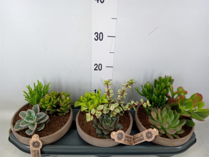<h4>Arr.  Succulents L%</h4>