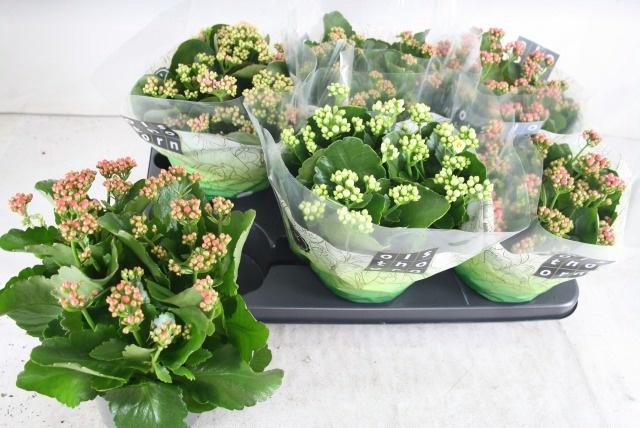 <h4>KAL GE GEM 5 KL</h4>