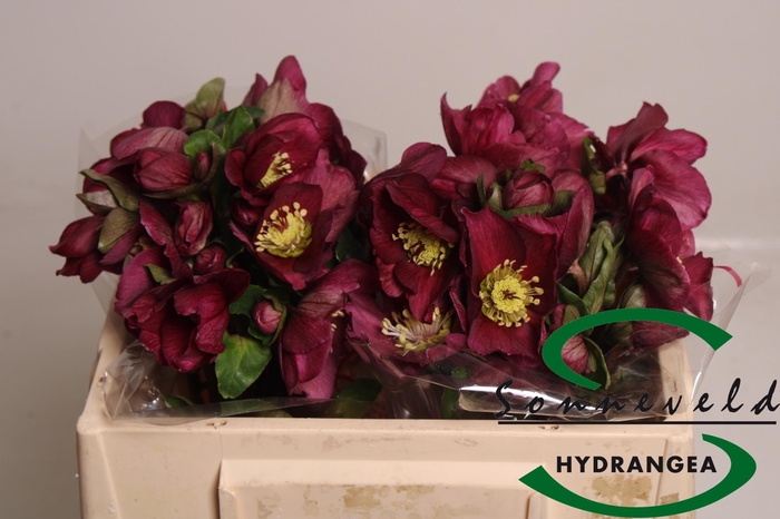 <h4>HELL AAR SARA RED</h4>