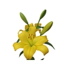 LIRIO NASHIVELLE 090 CM HA 3/4 FLS