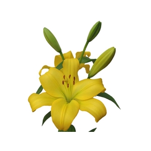 LIRIO NASHIVELLE 090 CM HA 3/4 FLS