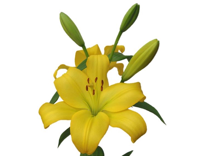 <h4>LIRIO NASHIVELLE 080 CM HA 5/6 FLS</h4>