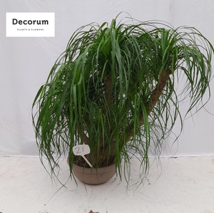 Beaucarnea vertakt op nummer 21