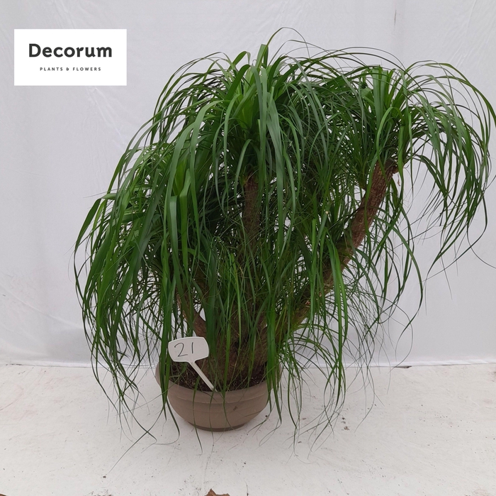 <h4>Beaucarnea vertakt op nummer 21</h4>