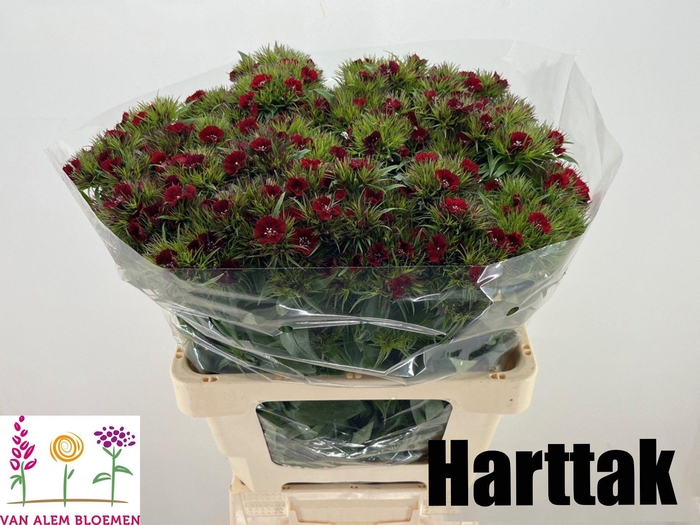 <h4>DI BARB S WILL RED</h4>