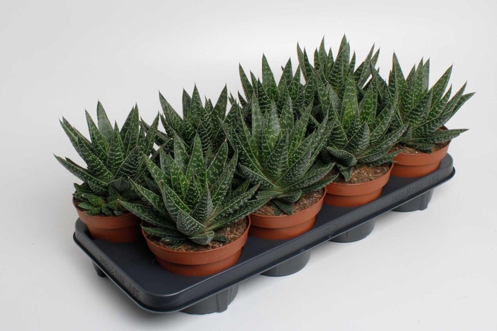<h4>Gasteria Apollo</h4>