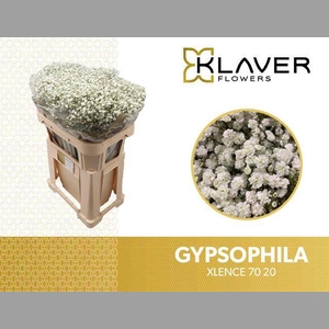 GYPS PA XLENCE 20 GRAM