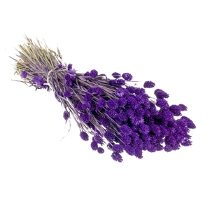 Droogbloemen-Phalaris Purple