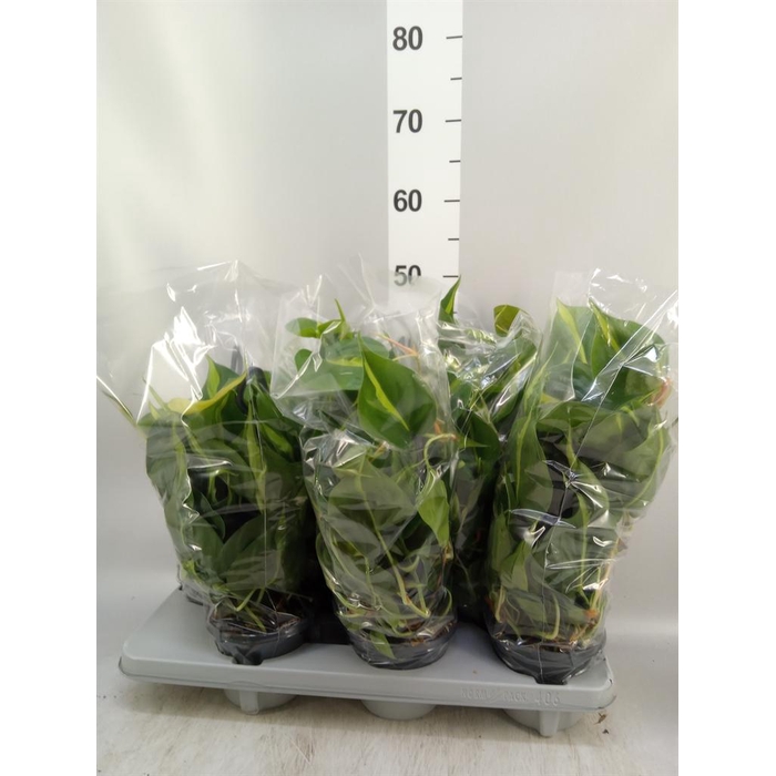 <h4>Philodendron scand. 'Brasil'</h4>