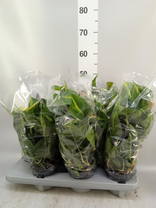 Philodendron scand. 'Brasil'