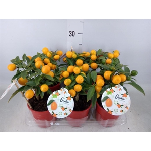 Fortunella margarita