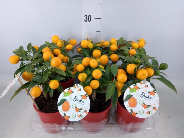 <h4>Fortunella margarita</h4>