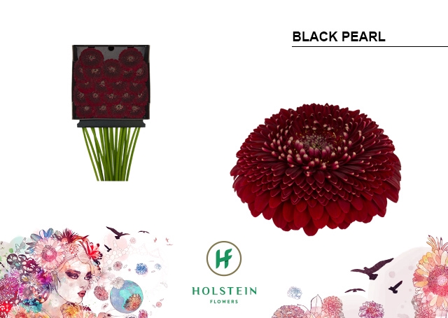 <h4>GE MB Gerponi Black Pearl diamond x60</h4>