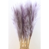 Dried Cortaderia Pastel Lavendel 120cm P Stem