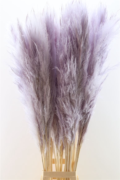 Dried Cortaderia Pastel Lavendel 120cm P Stem