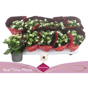 KAL EN ASTERIA WHITE