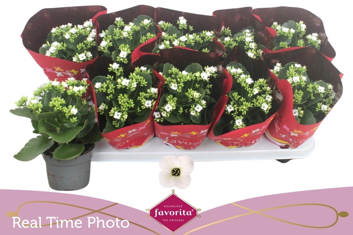 <h4>KAL EN ASTERIA WHITE</h4>