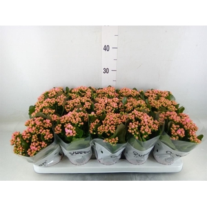 Kalanchoe  'MoreFlow Lillian'