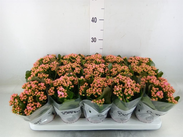<h4>Kalanchoe  'MoreFlow Lillian'</h4>