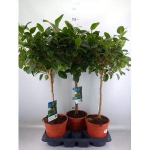 Ficus   ...
