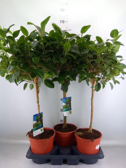 <h4>Ficus   ...</h4>