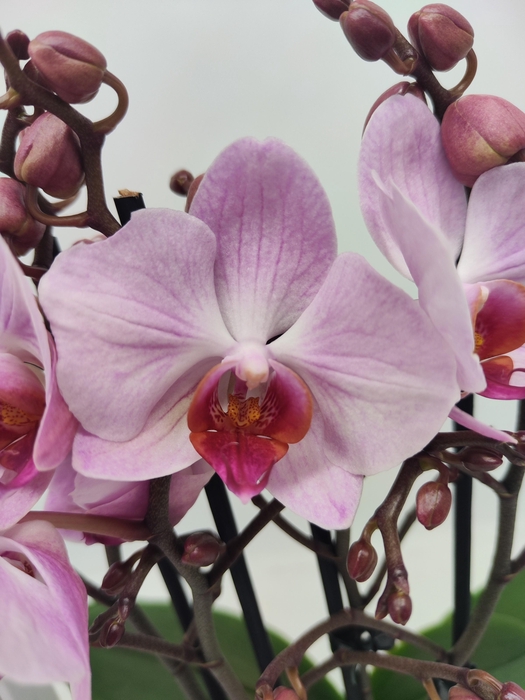 <h4>Limited 48 week 2</h4>