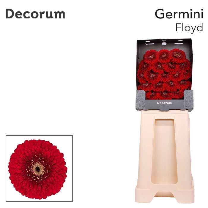 <h4>Germini Pomponi Floyd Diamond</h4>