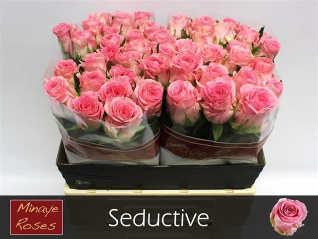 <h4>R GR SEDUCTIVE@</h4>