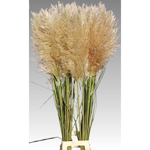 Cortaderia Vers P Stem