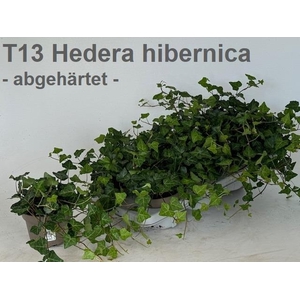 HEDE HIBERNICA