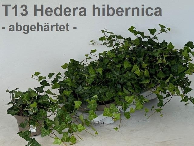 <h4>HEDE HIBERNICA</h4>