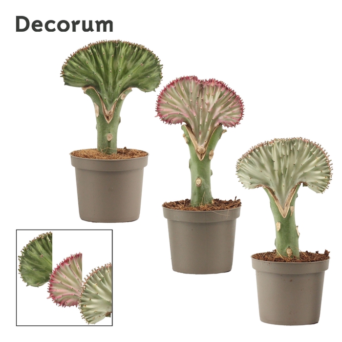 Euphorbia Lactea 9 cm (Decorum)