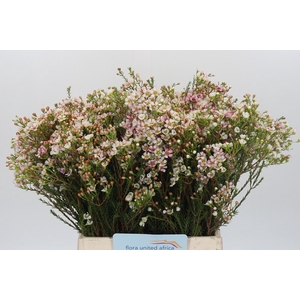Chamelaucium Morning Delight
