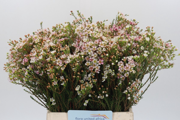 Chamelaucium Morning Delight