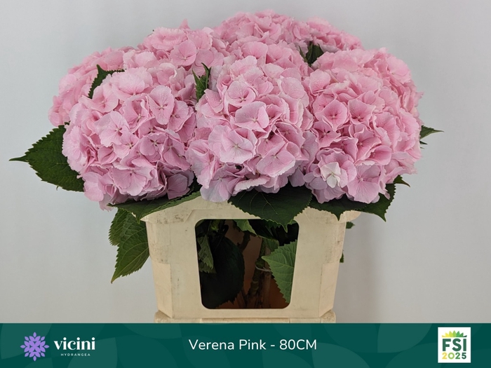 <h4>HYDR M CH VERENA</h4>