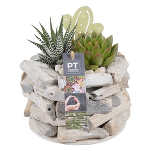 PTSU6159 Arrangementen succulenten