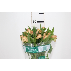 ALSTROEMERIA CANYON 080 CM