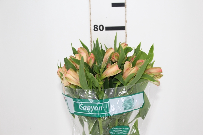 ALSTROEMERIA CANYON 080 CM