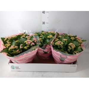 Kalanchoe blos. 'RosDon Nando'