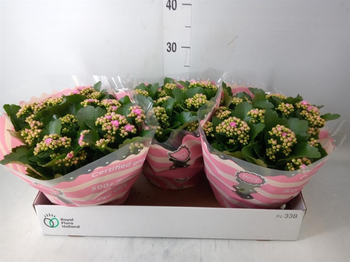 <h4>Kalanchoe blos. 'RosDon Nando'</h4>