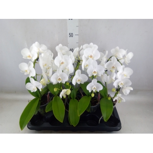 Phalaenopsis   ...white