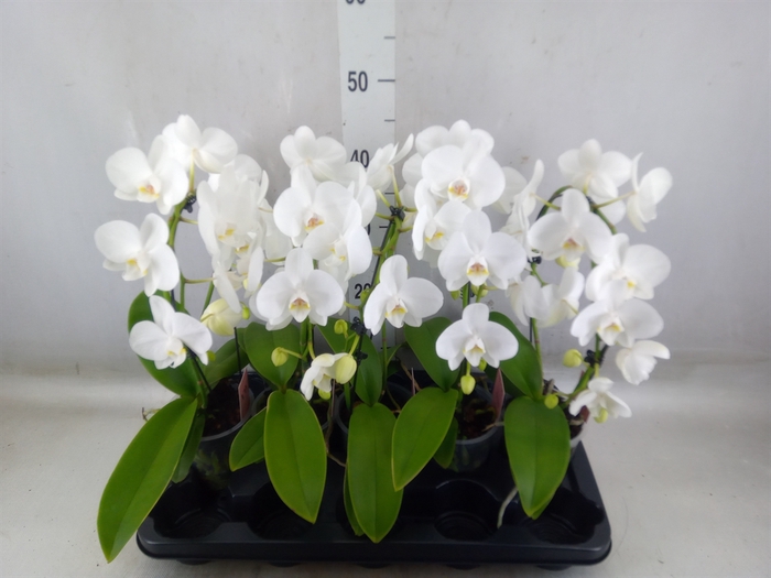 <h4>Phalaenopsis   ...white</h4>