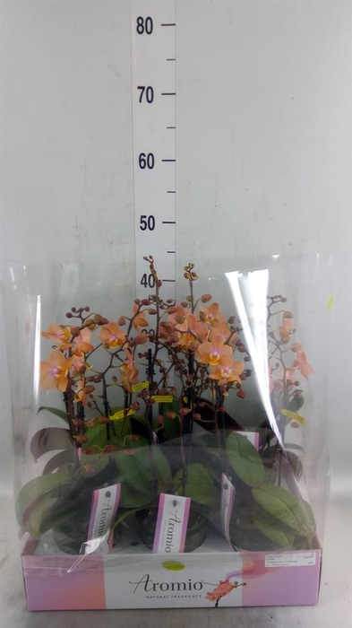 <h4>Phalaenopsis multi.   ...rose</h4>