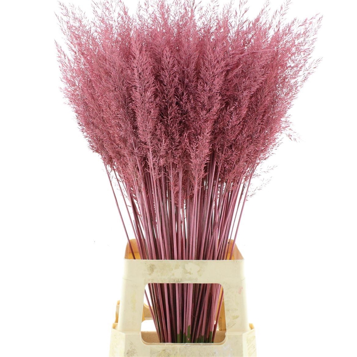 Calamagrostis Brachy Licht Roze